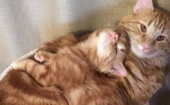 收养回家了没几天 橘猫就将野外的儿子带回来家 这下子铲屎官穷了(图4)