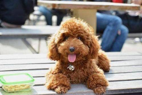 贵宾犬感冒是可以洗澡吗吗？建议应该先不洗(图2)