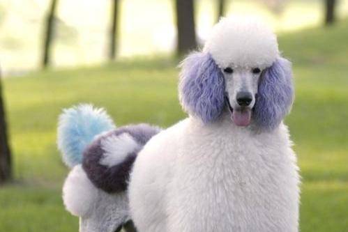 贵宾犬感冒是可以洗澡吗吗？建议应该先不洗(图1)