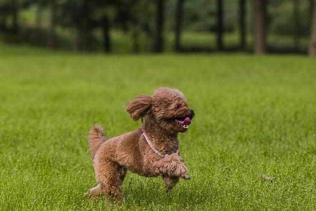 贵宾犬感冒是可以洗澡吗吗？建议应该先不洗(图3)