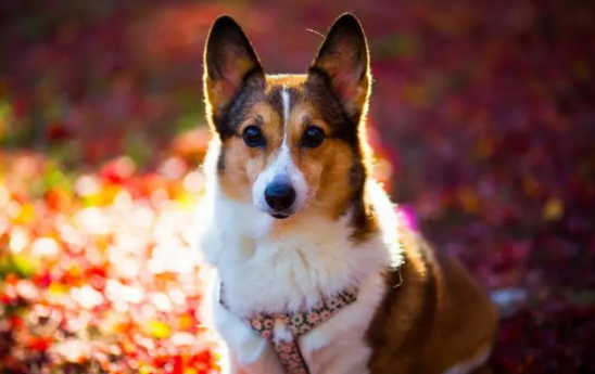 春末夏初季节 狗狗毛发护理窍门有都有哪些?(图2)