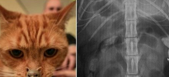 橘猫孩子误食玩具差点没洞穿肠兽医破腹产救命(图1)