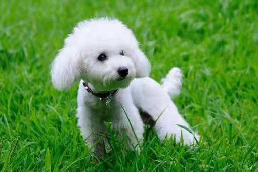 贵宾犬怎么训练训练站着的人正常走路?掌握好这几个要点(图3)