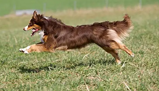 宠主科普：如何能护理长毛宠物狗？(图1)