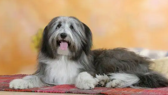 宠主科普：如何能护理长毛宠物狗？(图2)