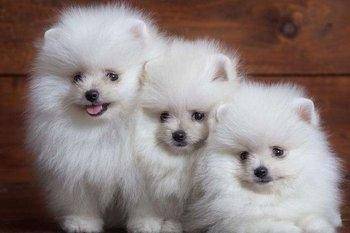 两个月贵宾犬毛不卷该怎么办啊？看你是不是这些个方面的问题(图1)