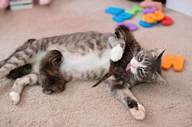 猫妈妈丧子后痛苦万分 主人为它领养狗狗小奶猫 它的反应令主人潸然泪下(图2)