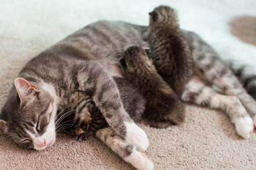 猫妈妈丧子后痛苦万分 主人为它领养狗狗小奶猫 它的反应令主人潸然泪下(图1)