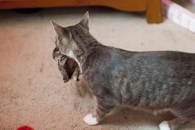 猫妈妈丧子后痛苦万分 主人为它领养狗狗小奶猫 它的反应令主人潸然泪下(图3)
