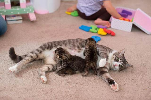 猫妈妈丧子后痛苦万分 主人为它领养狗狗小奶猫 它的反应令主人潸然泪下(图5)