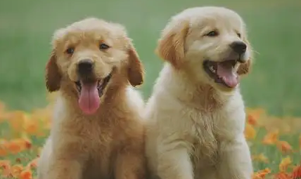 该如何除去狗狗三大臭？快看这里！(图1)