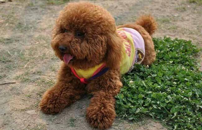 泰迪可不可以吃火腿肠吗？饮食要谨慎为之(图3)