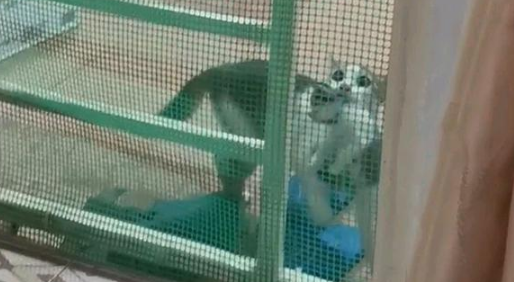 流浪猫无故失踪两月后 叼只小猫当“礼物”十分感谢好人 不收它还生气！(图3)