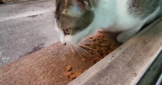 流浪猫无故失踪两月后 叼只小猫当“礼物”十分感谢好人 不收它还生气！(图2)