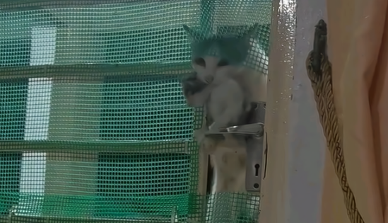 流浪猫无故失踪两月后 叼只小猫当“礼物”十分感谢好人 不收它还生气！(图5)