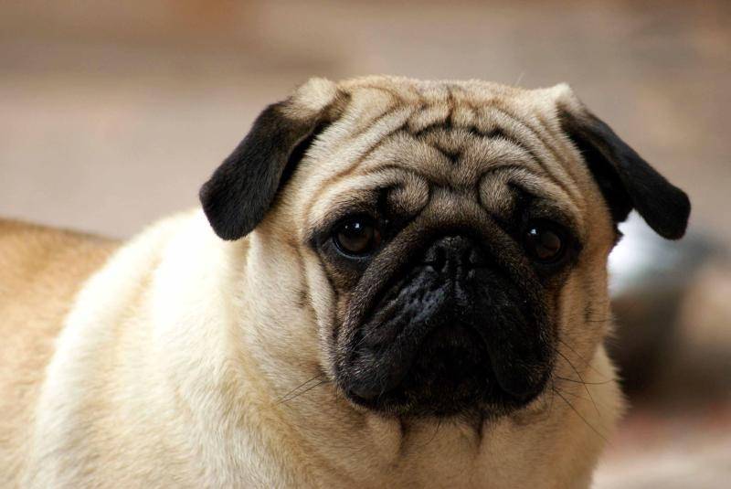 狗起码能活多少年？养护步步到位年龄长(图3)