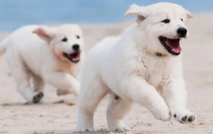 一文告诉你 彻底去除狗嘴边毛毛变黄的方法！(图1)