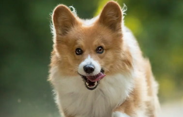 一文告诉你 彻底去除狗嘴边毛毛变黄的方法！(图2)