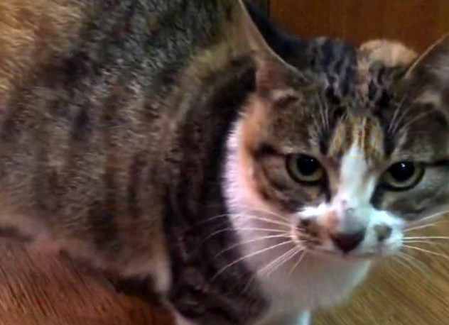 因为一饭之恩 猫妈妈大着肚子找上门请 它身后还跟着一起三只小猫(图1)