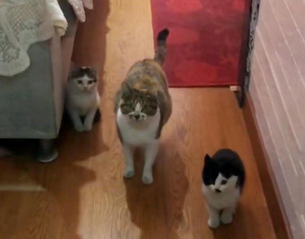 因为一饭之恩 猫妈妈大着肚子找上门请 它身后还跟着一起三只小猫(图2)
