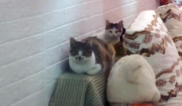 因为一饭之恩 猫妈妈大着肚子找上门请 它身后还跟着一起三只小猫(图3)