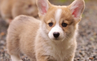 养狗需知：狗狗必须经常会洗面奶洗脸吗？(图1)