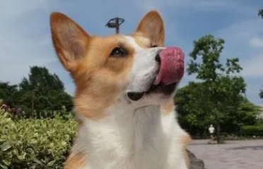 养狗需知：狗狗必须经常会洗面奶洗脸吗？(图2)