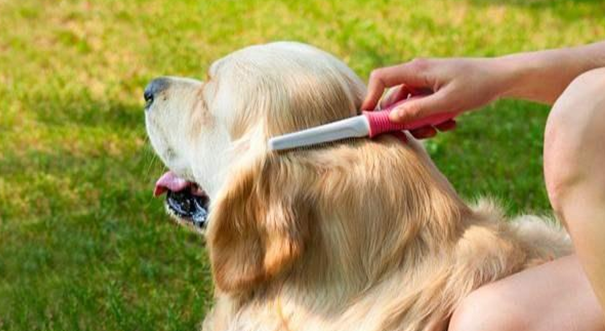 怎么帮狗狗除蚤?天然疗法和食疗法你需要get一下(图2)