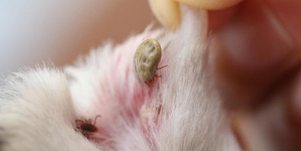 怎么帮狗狗除蚤?天然疗法和食疗法你需要get一下(图1)