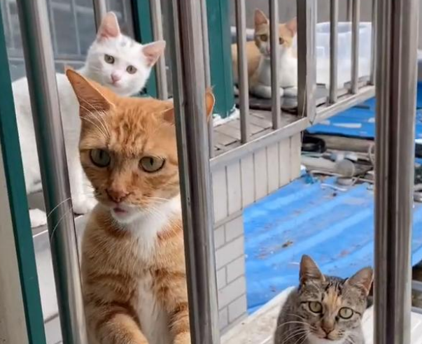 带孩子求收留的猫妈妈 对食物的举动看着心酸 猫:藏起来下顿吃(图1)