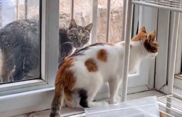 带孩子求收留的猫妈妈 对食物的举动看着心酸 猫:藏起来下顿吃(图2)