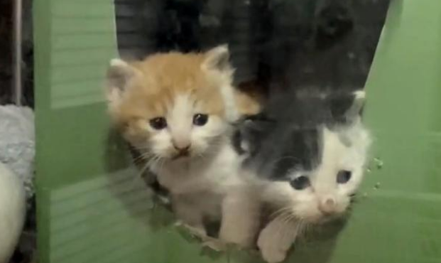 带孩子求收留的猫妈妈 对食物的举动看着心酸 猫:藏起来下顿吃(图3)