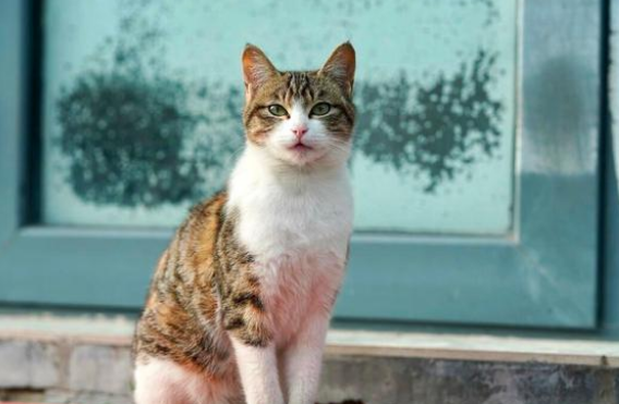 带孩子求收留的猫妈妈 对食物的举动看着心酸 猫:藏起来下顿吃(图4)