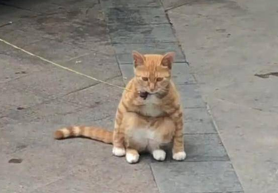 路边一只橘猫被拴住 却让人有些好奇 靠近看清后乐得直不起腰(图2)
