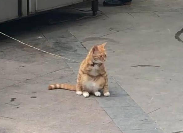 路边一只橘猫被拴住 却让人有些好奇 靠近看清后乐得直不起腰(图1)