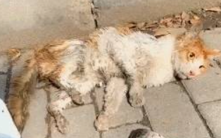 遇到被车压了的流浪猫 躺地上奄奄一息 想救它却不知该怎么做(图1)