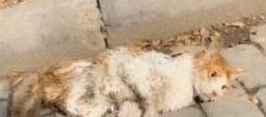 遇到被车压了的流浪猫 躺地上奄奄一息 想救它却不知该怎么做(图2)