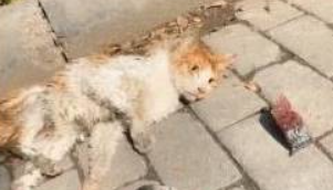 遇到被车压了的流浪猫 躺地上奄奄一息 想救它却不知该怎么做(图3)