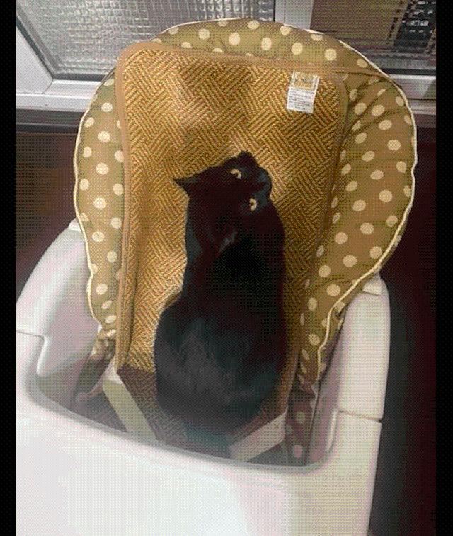 网友刚买的婴儿床 却被家里的猫咪霸占了 猫：我试试舒不舒服！(图1)