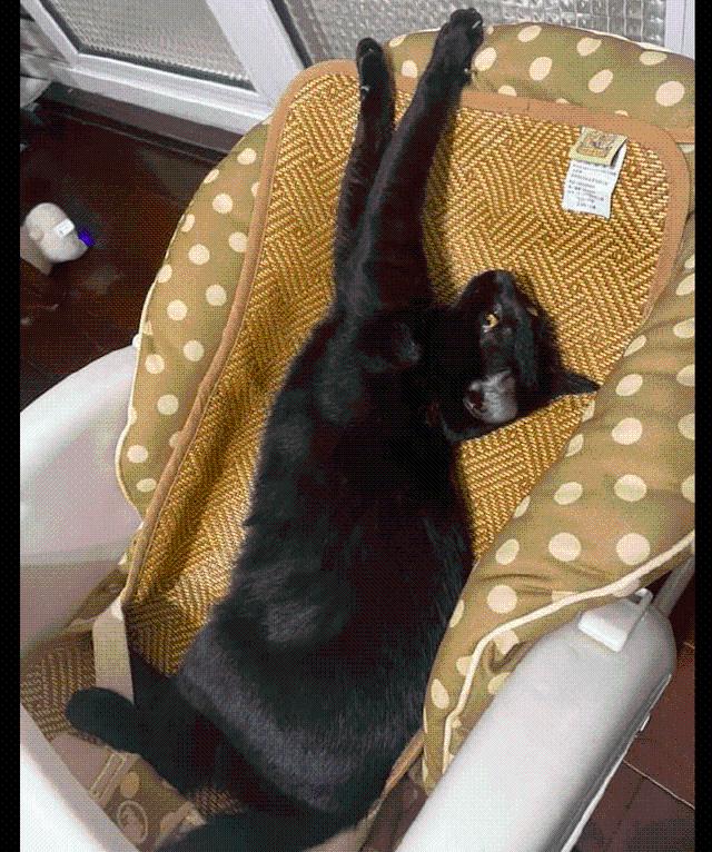 网友刚买的婴儿床 却被家里的猫咪霸占了 猫：我试试舒不舒服！(图2)