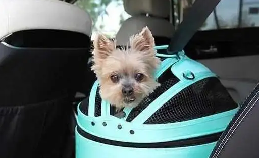 来了解下现在狗狗是否能带上高速!(图2)