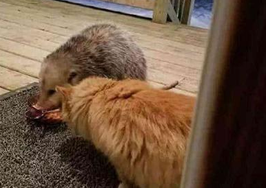 一向高冷的橘猫 竟跑到主人面前哭诉 得知真相后主人哭笑不得！(图2)