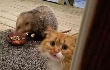 一向高冷的橘猫 竟跑到主人面前哭诉 得知真相后主人哭笑不得！(图1)