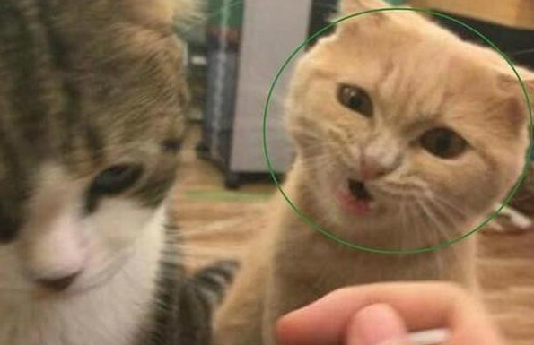 一向高冷的橘猫 竟跑到主人面前哭诉 得知真相后主人哭笑不得！(图4)