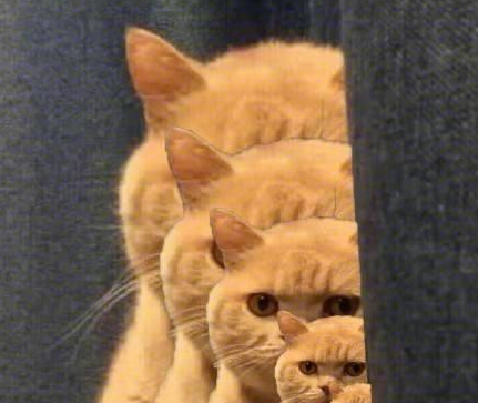 一向高冷的橘猫 竟跑到主人面前哭诉 得知真相后主人哭笑不得！(图5)