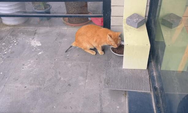尾巴已经减退发暗的流浪猫 手术后不断地抖个不停(图1)