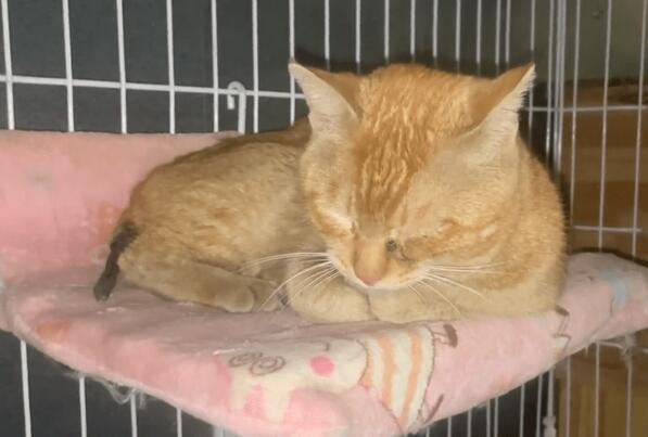 尾巴已经减退发暗的流浪猫 手术后不断地抖个不停(图2)