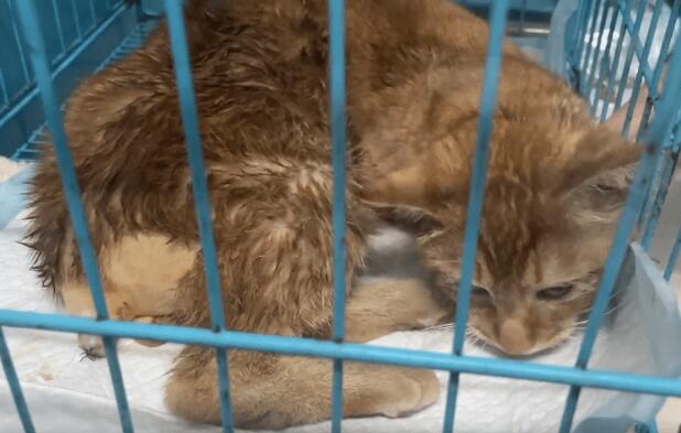 尾巴已经减退发暗的流浪猫 手术后不断地抖个不停(图3)