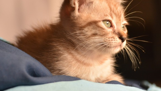 猫狗消费力有多强 看这份财报 或许就有答案了(图1)