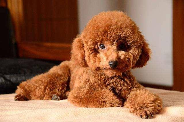 贵宾犬抽搐是怎么回事?不排除有这些情况的发生(图2)